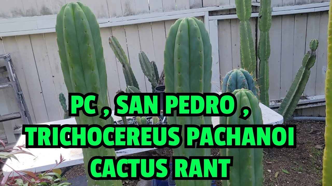 PC , SAN PEDRO , TRICHOCEREUS PACHANOI CACTUS RANT