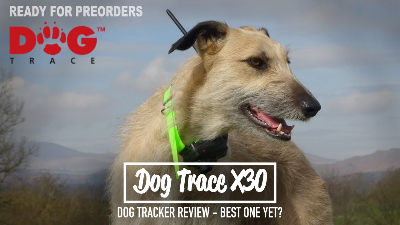 Dog Trace X30 — обзор и предзаказы