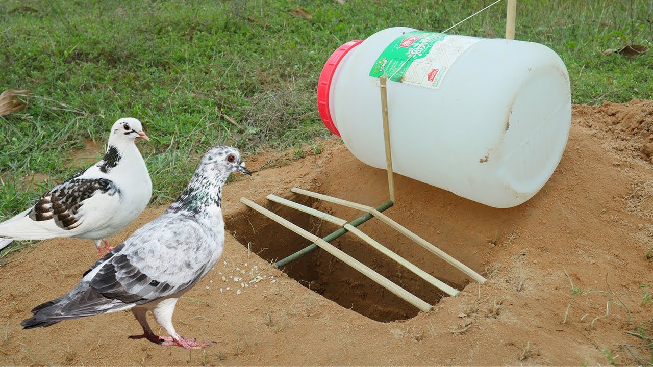 Creative method unique bird trap using plastic bottle and deep hole