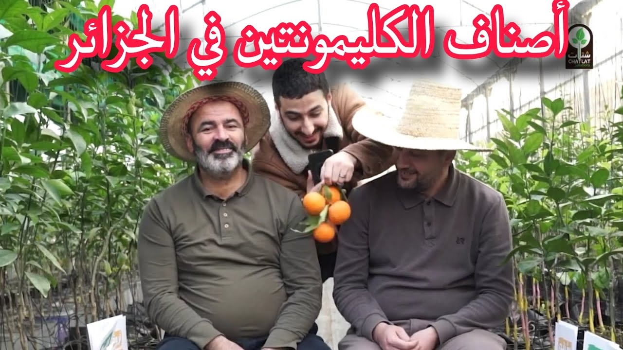 تعرف على أنواع وأصناف المندرين والكليمونتين في الجزائر variété mandarine et clémentine