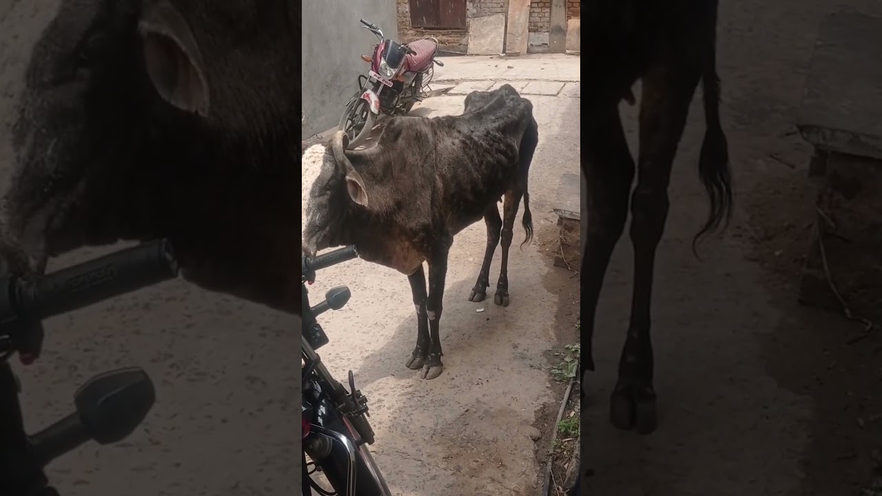 #cow infection #infaction##cow