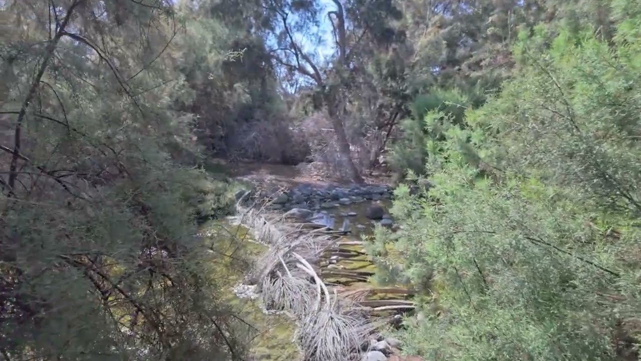 Ботанический сад Парк Тони Гальярдо (Parque Bot&aacute;nico Tony Gallardo) на Гран Канарии