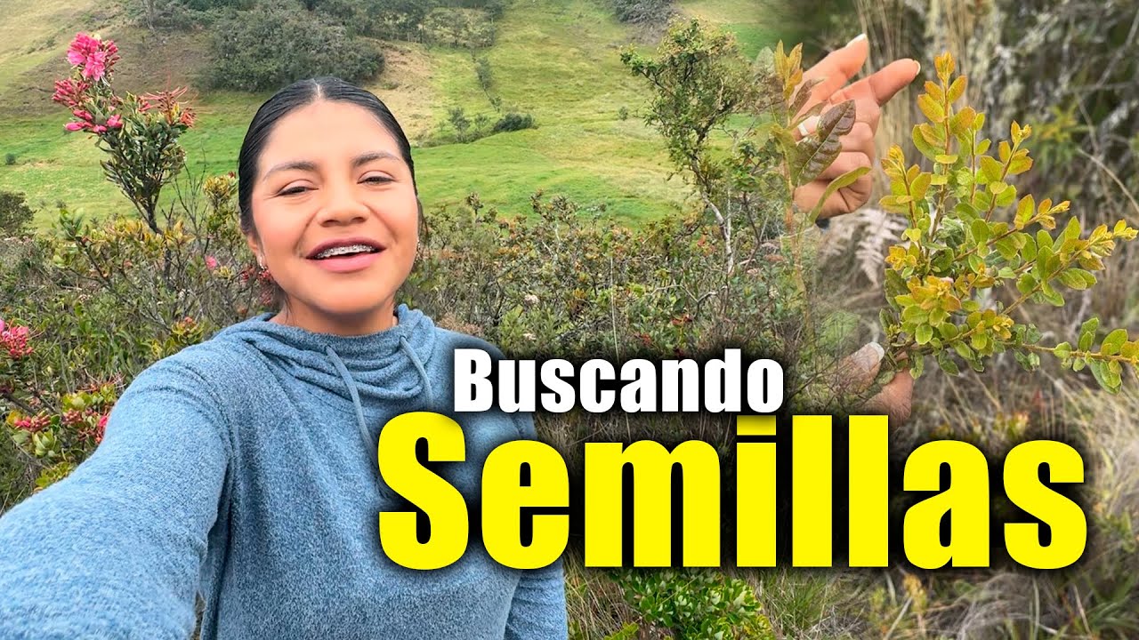 Buscando semillas para mi Vivero de árboles Nativos 🌿🌳