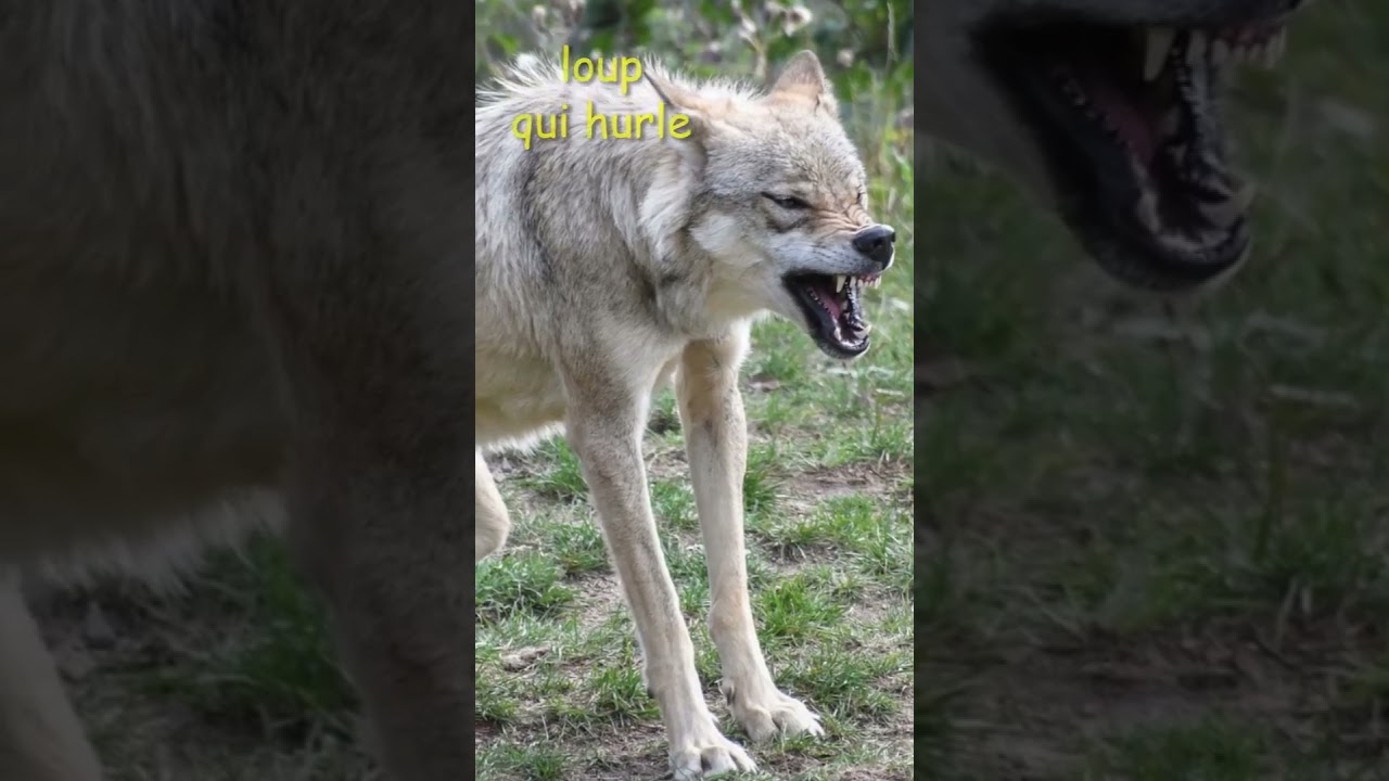 Cri du Loup🐺