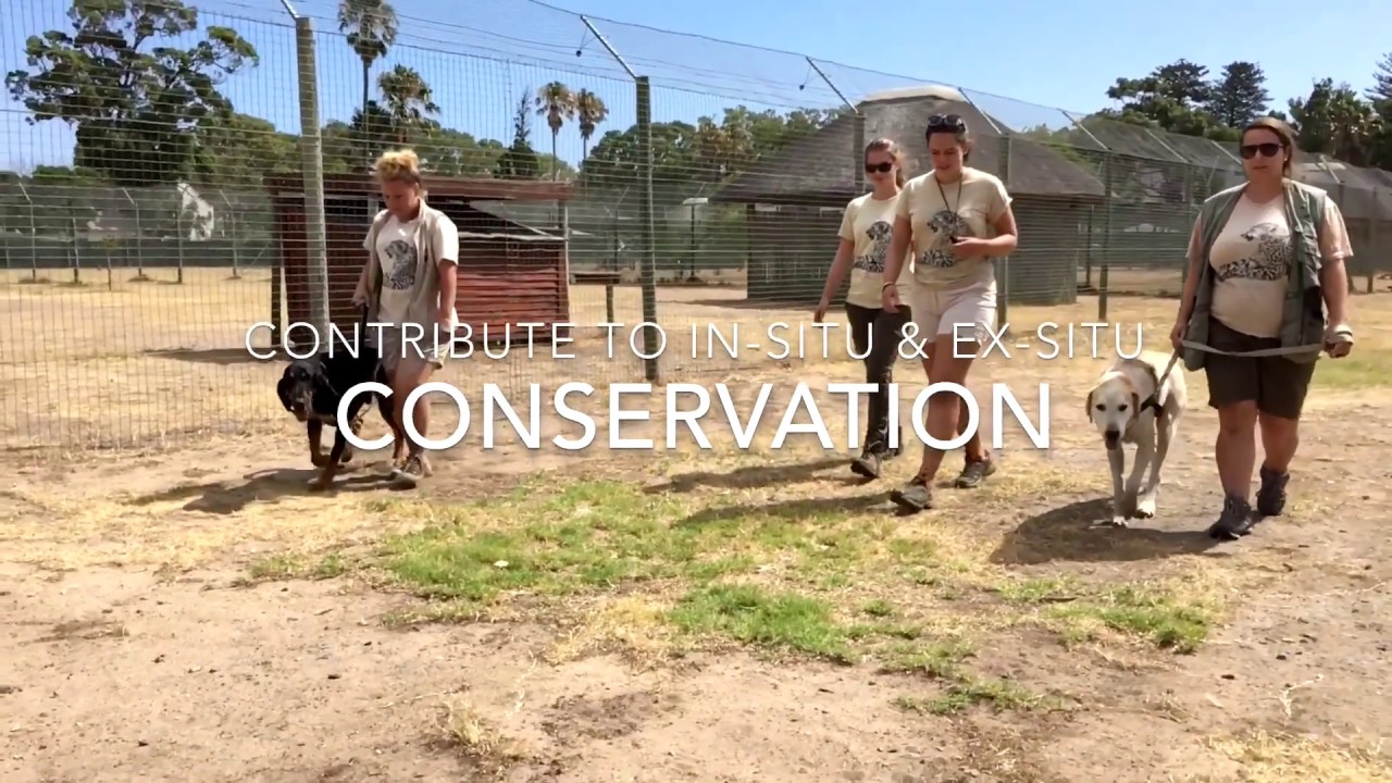 Volunteer at Cheetah Outreach
