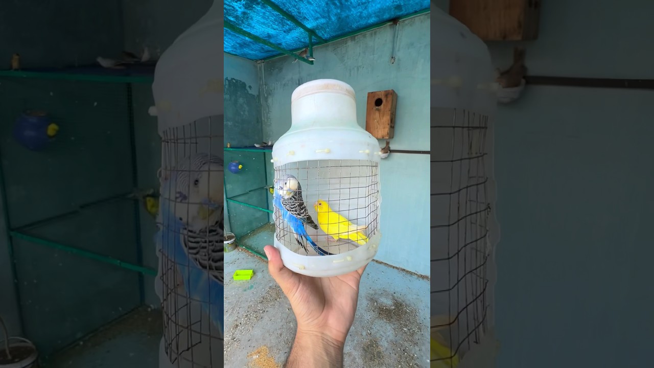 Budgies parrot ko colony main chore diya 🤩 #birds