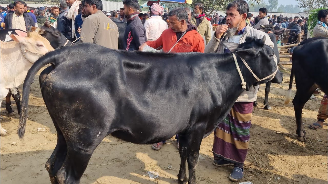 @আজ ৯ জানুয়ারি ২৬ | মোটাতাজার উপযোগী শুকনো গাভী এবং বকনা গরুর দাম | আমবাড়ি  হাট | দিনাজপুর 
