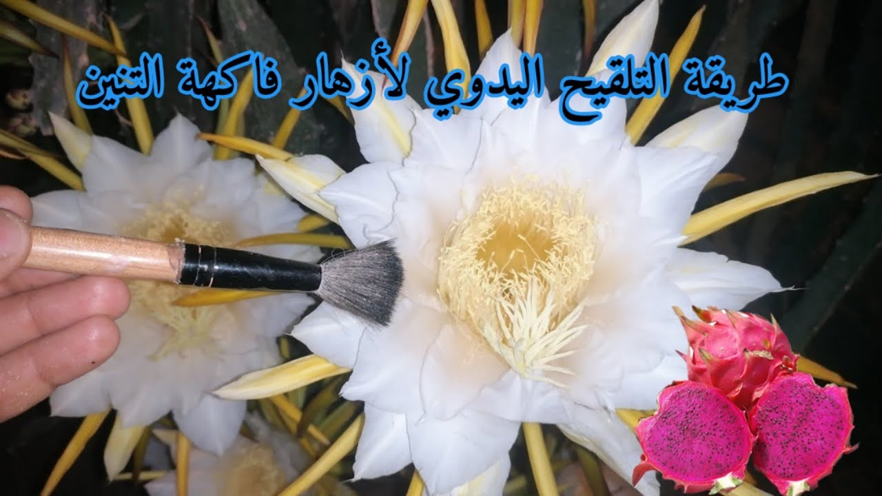 سلسلة زراعة فاكهة التنين (الحلقة 17):طريقة التلقيح اليدوي لأزهار فاكهة التنين (دراغون) بالمغرب