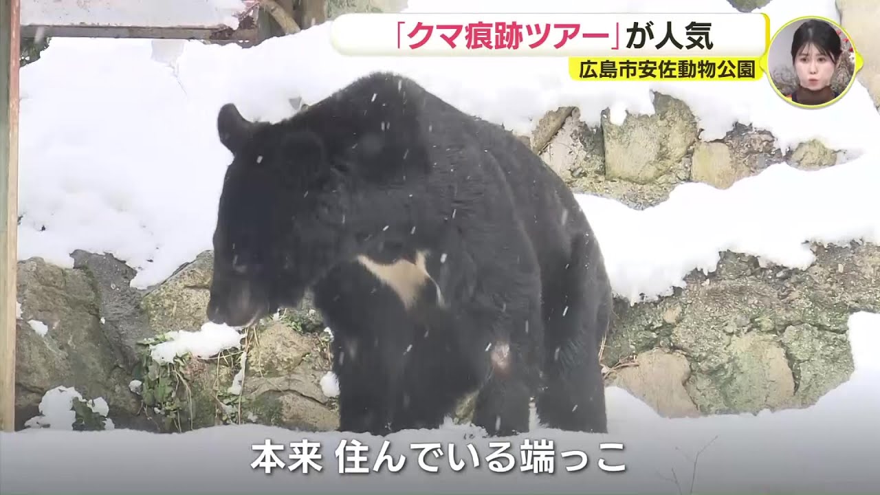 野生のクマが度々出没の動物園　「痕跡」をたどるツアーが人気　広島・安佐動物公園
