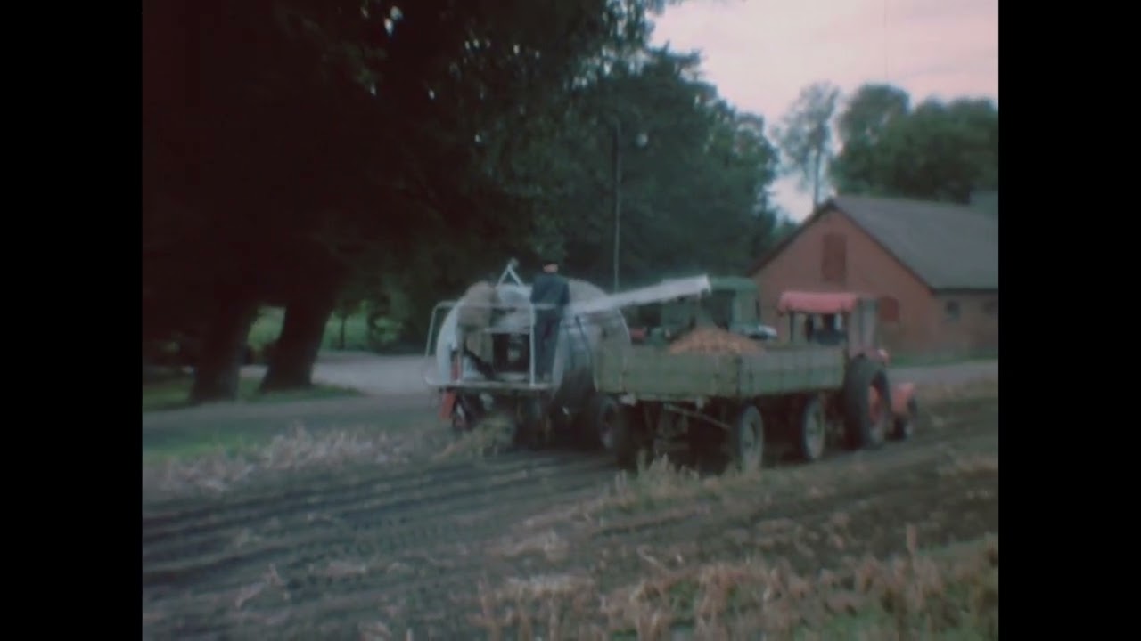 Potatisupptagning vid Silvåkra boställe - omkring 1965.