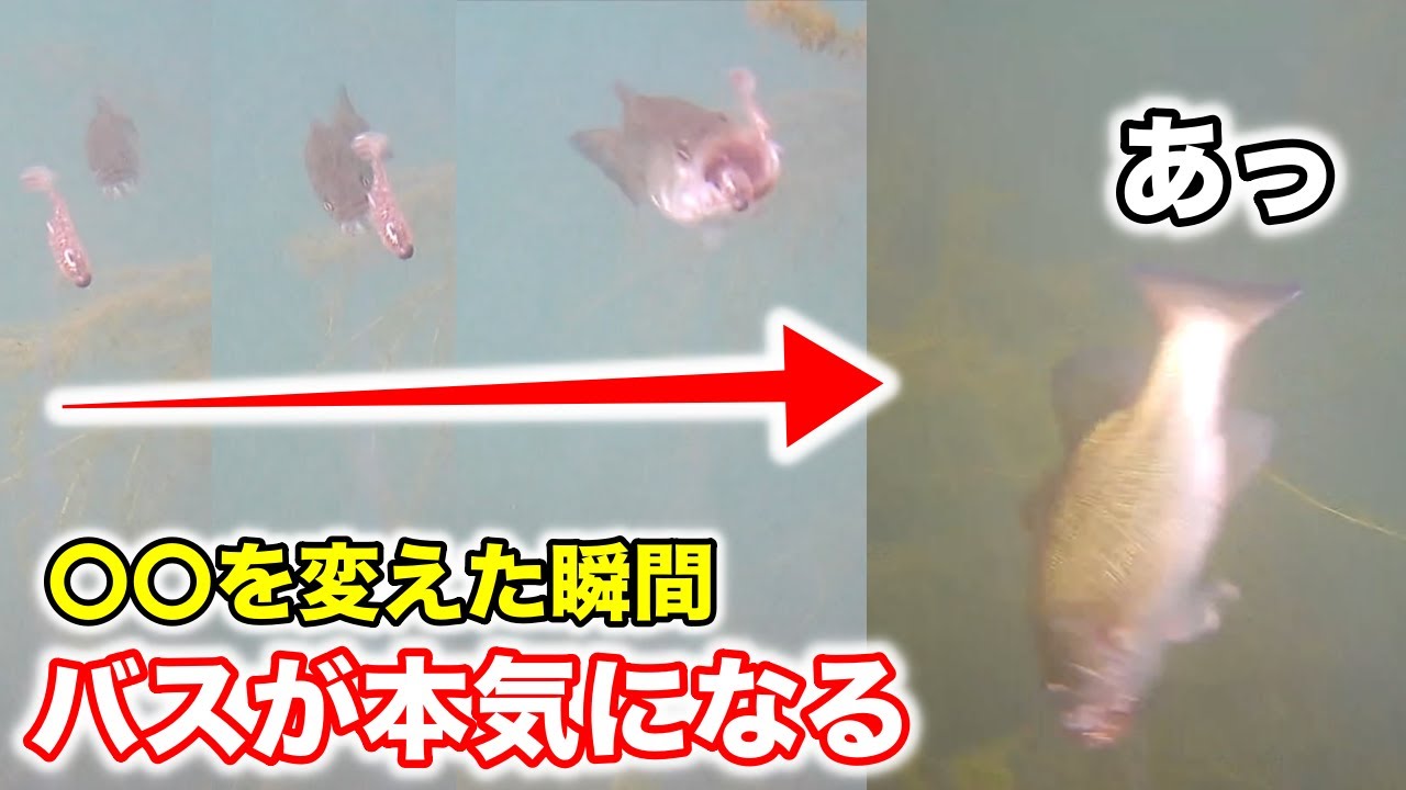 【水中映像】カメラにルアーを付けてバス釣りをやってみた！めっちゃ釣れて楽しかった🥳
