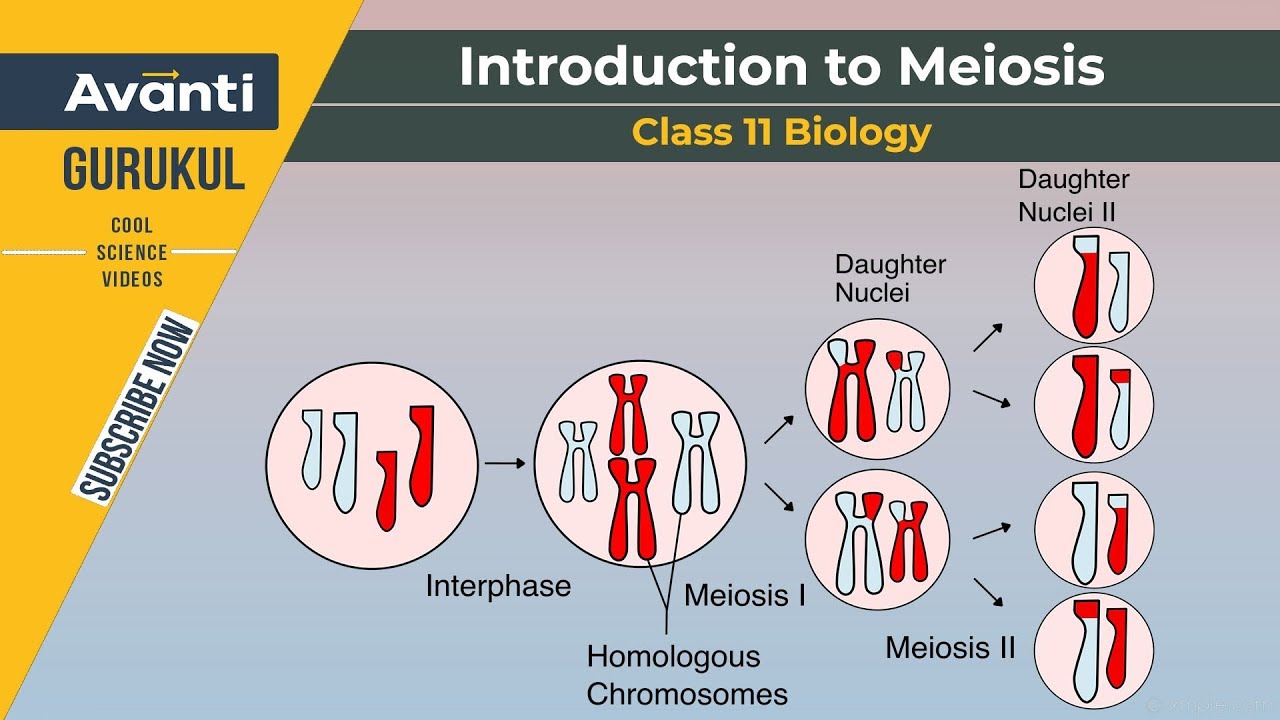 11B10 - Cell Cycle and Cycle Division - Introduction to Meiosis, Cytokinesis and Haploid cell