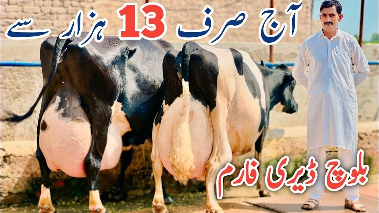Baloch Dairy Farm | imported cows Farm | Top class low price cows