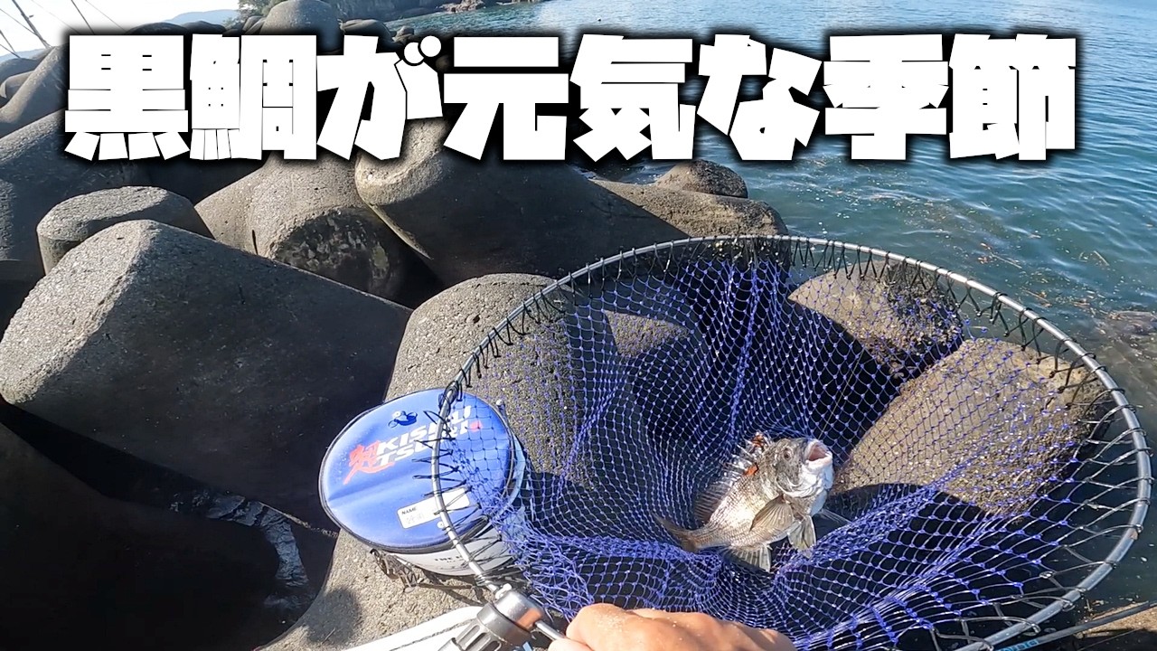 黒鯛（チヌ）が元気な季節！調子良く釣れましたが、後半ぐだぐだになってしまいました【紀州釣り】【釣武者】