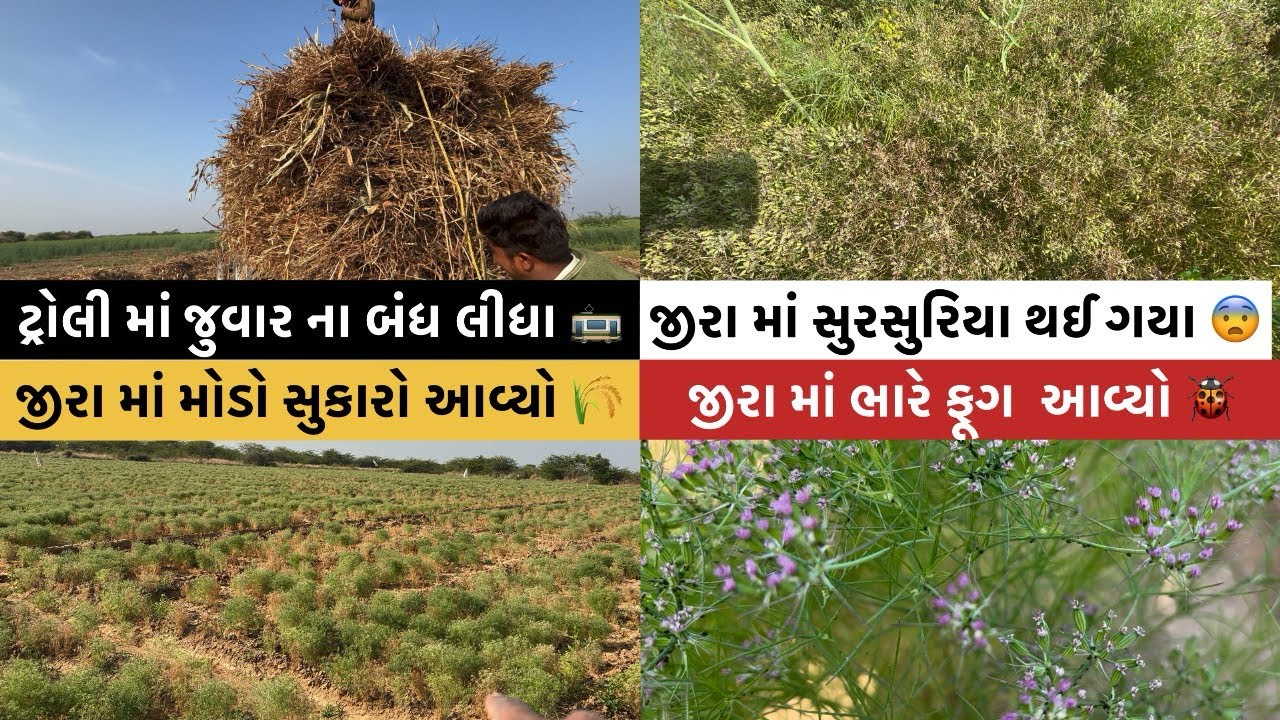 જીરા માં કાળિયો ના દાગા ભેગી ફૂગ આવી 😱॥ #goswamifarmingvagad #viralvideo #viral #gujju #agriculture 