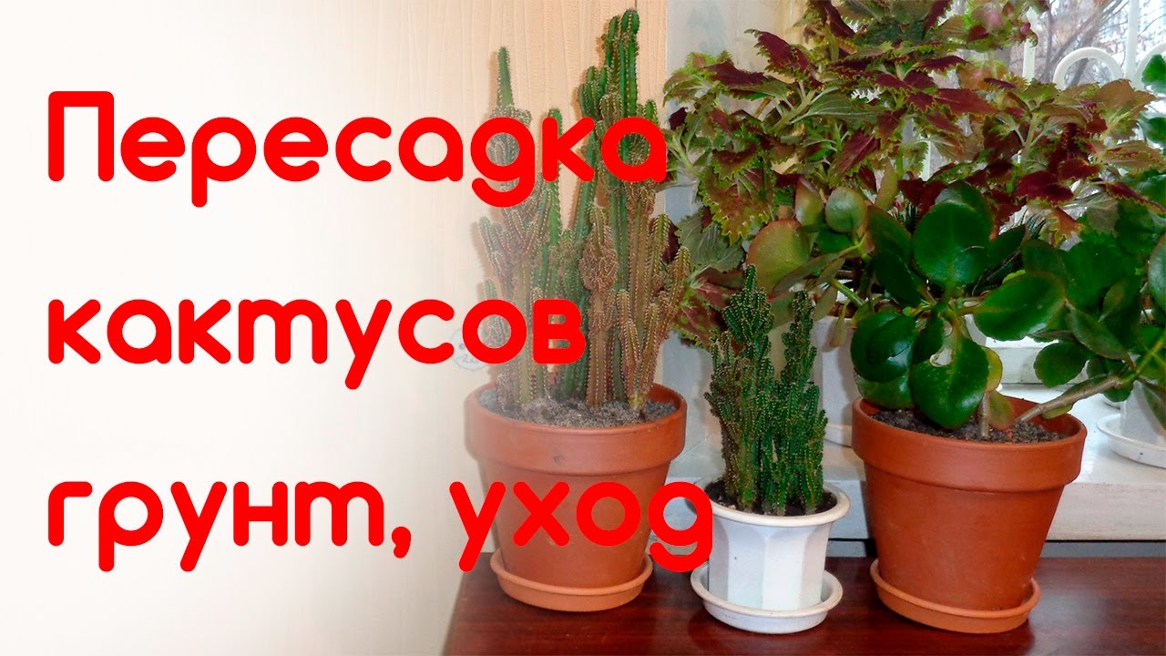 Пересадка кактусов, грунт для кактусов, уход