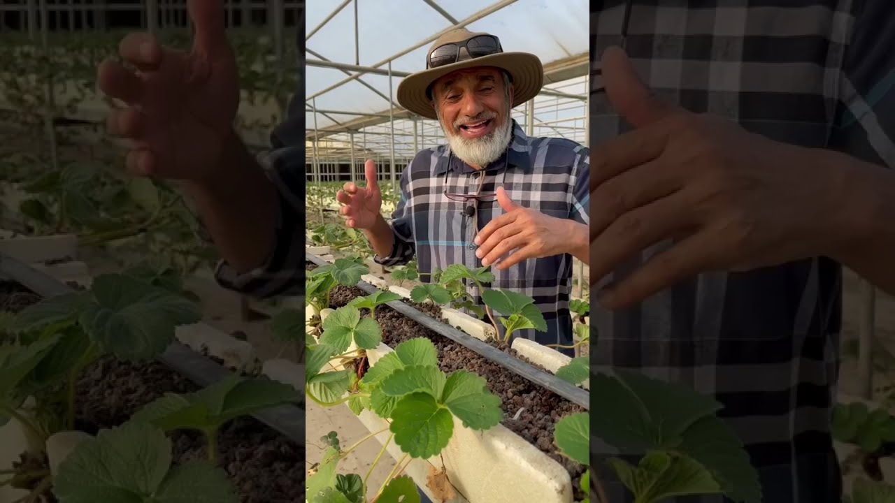 اعتني وسمد فراولة البحيرة مع بوعثمان 🍓 | albohayra