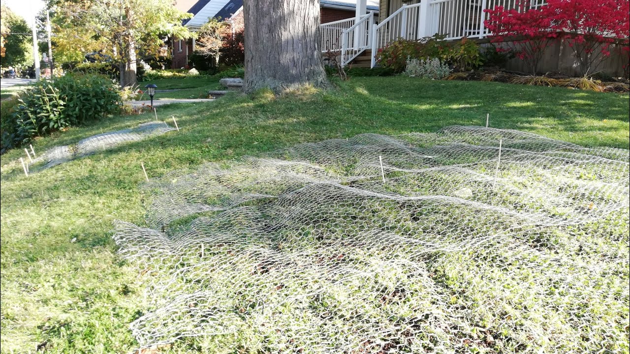 Naturalizing Bulbs Using A Lawn Aerator