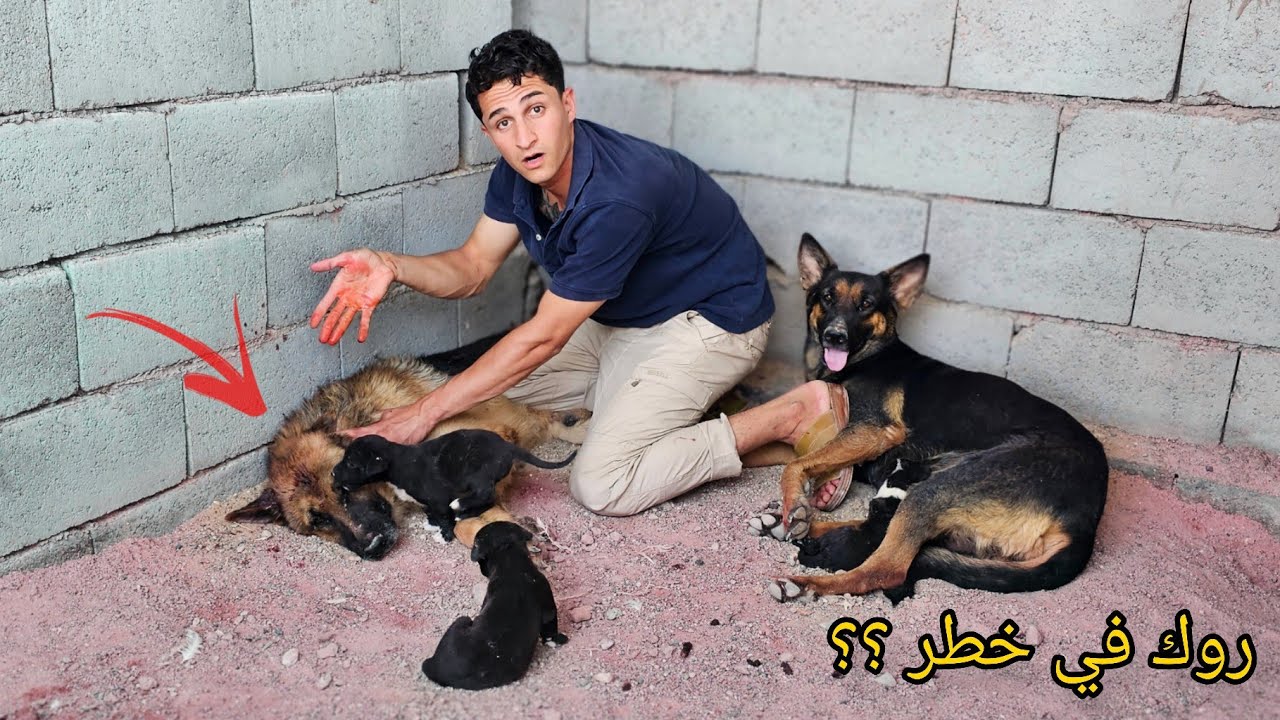 صارت أكبر مشكلة في المزرعة !! روك في خطر 😣🔥