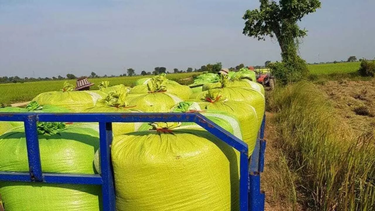 ឧកញ៉ា ភូ ពុយ៖ស្រូវធ្លាក់ថ្លៃ និងកកស្ទះដោយសារឈ្មួញវៀតណាមមិនទិញ