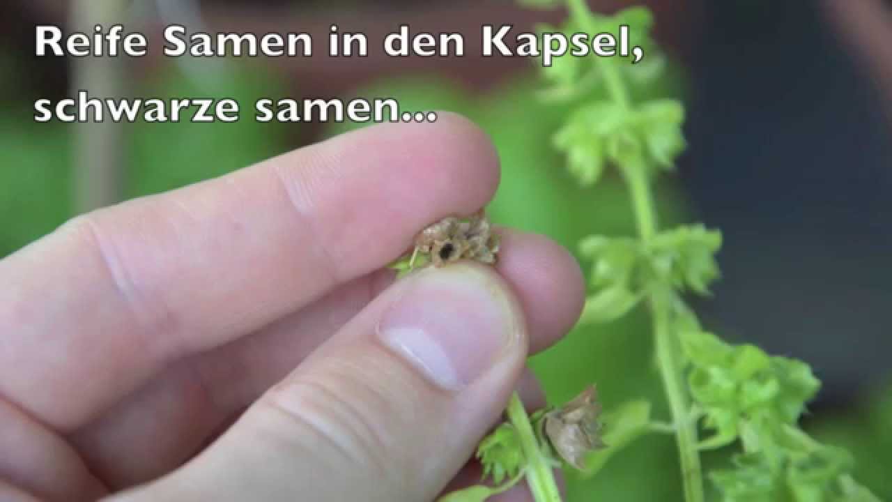 Basilikum Samen ernten - euer eigenes Saatgut gewinnen