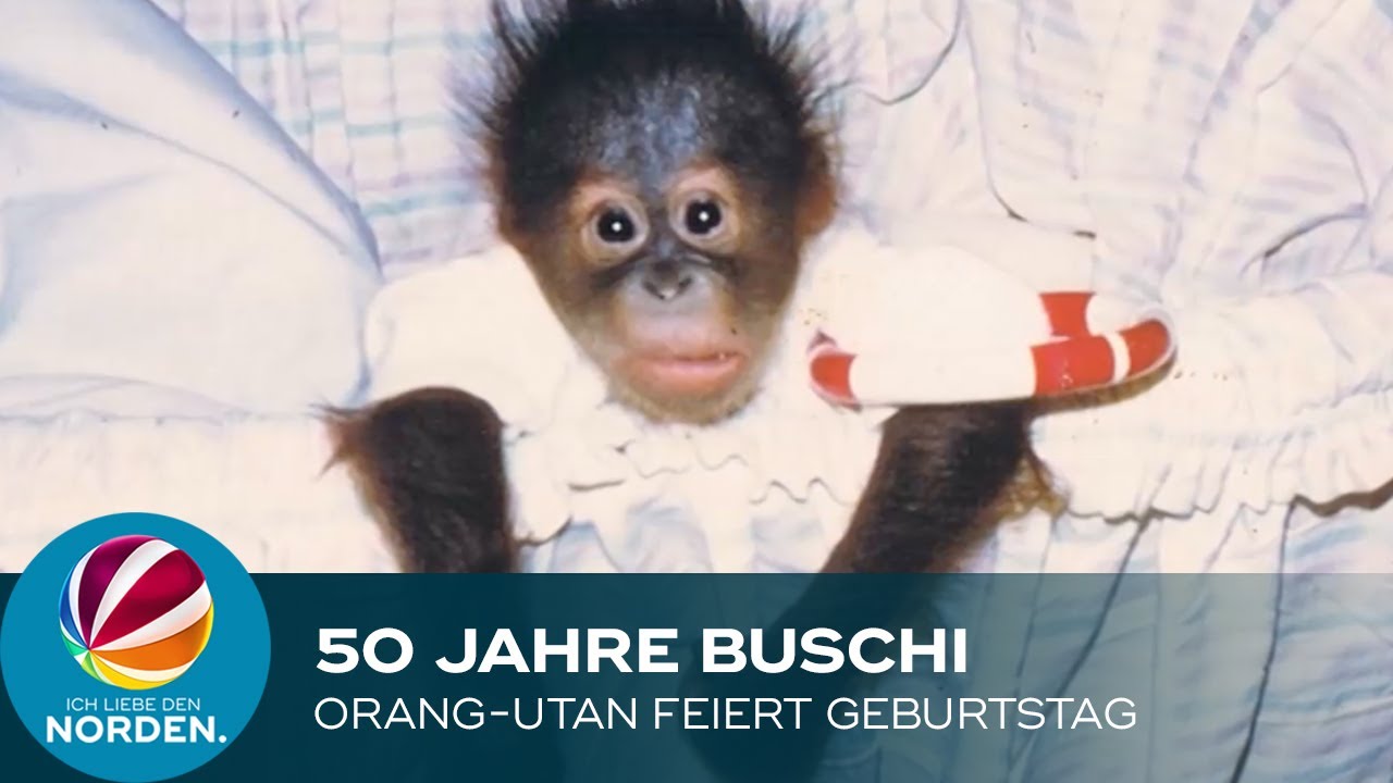 50 Jahre Buschi: Orang-Utan im Zoo Osnabrück feiert Geburtstag