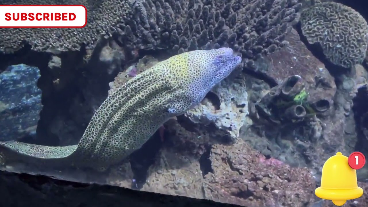 oceanium, Diegraarde Blijdorplaan Rotterdam