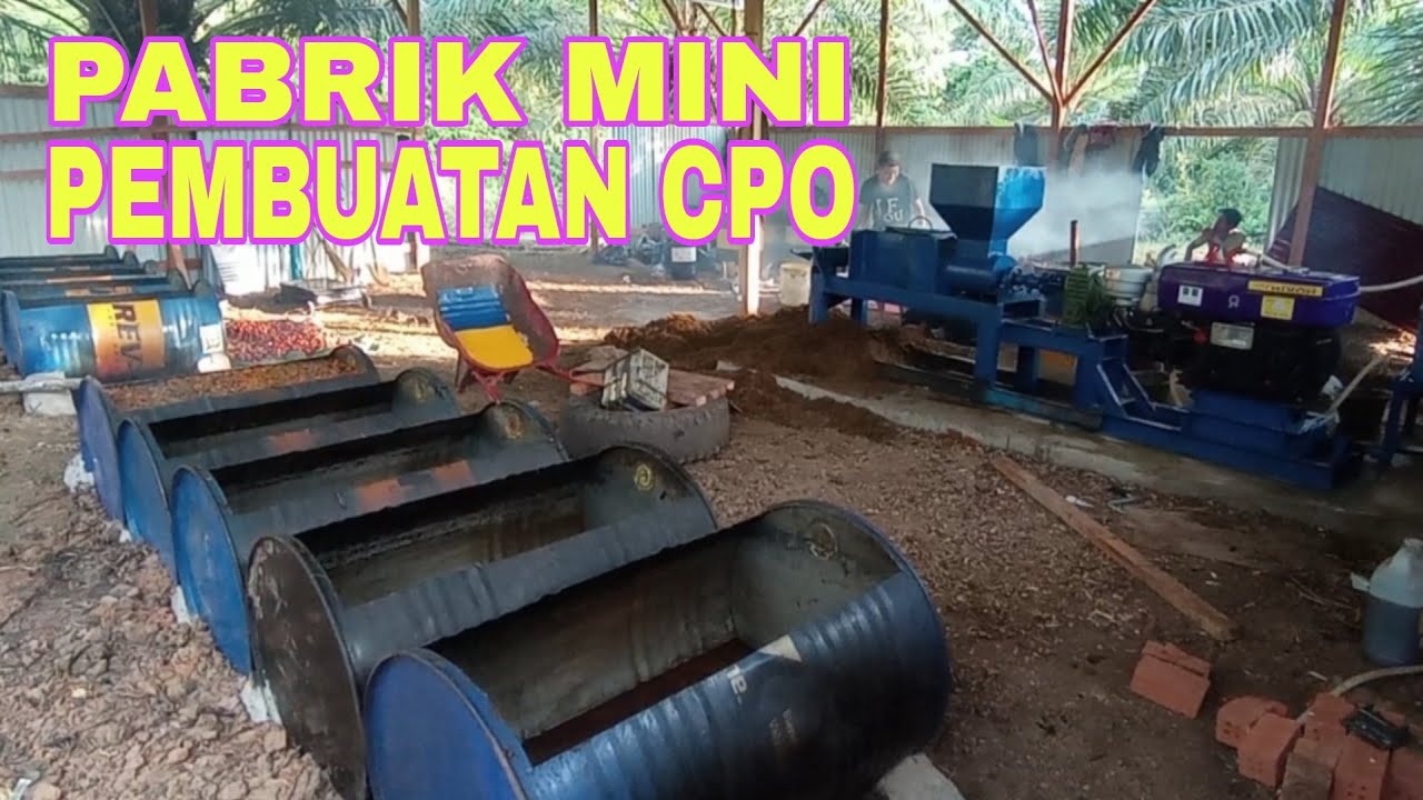 PROSES TAHAPAN MEMBUAT MINYAK SAWIT CPO DI PABRIK MINI, KEGIATAN BUMDES DESA TUMBUAN SELUMA BENGKULU