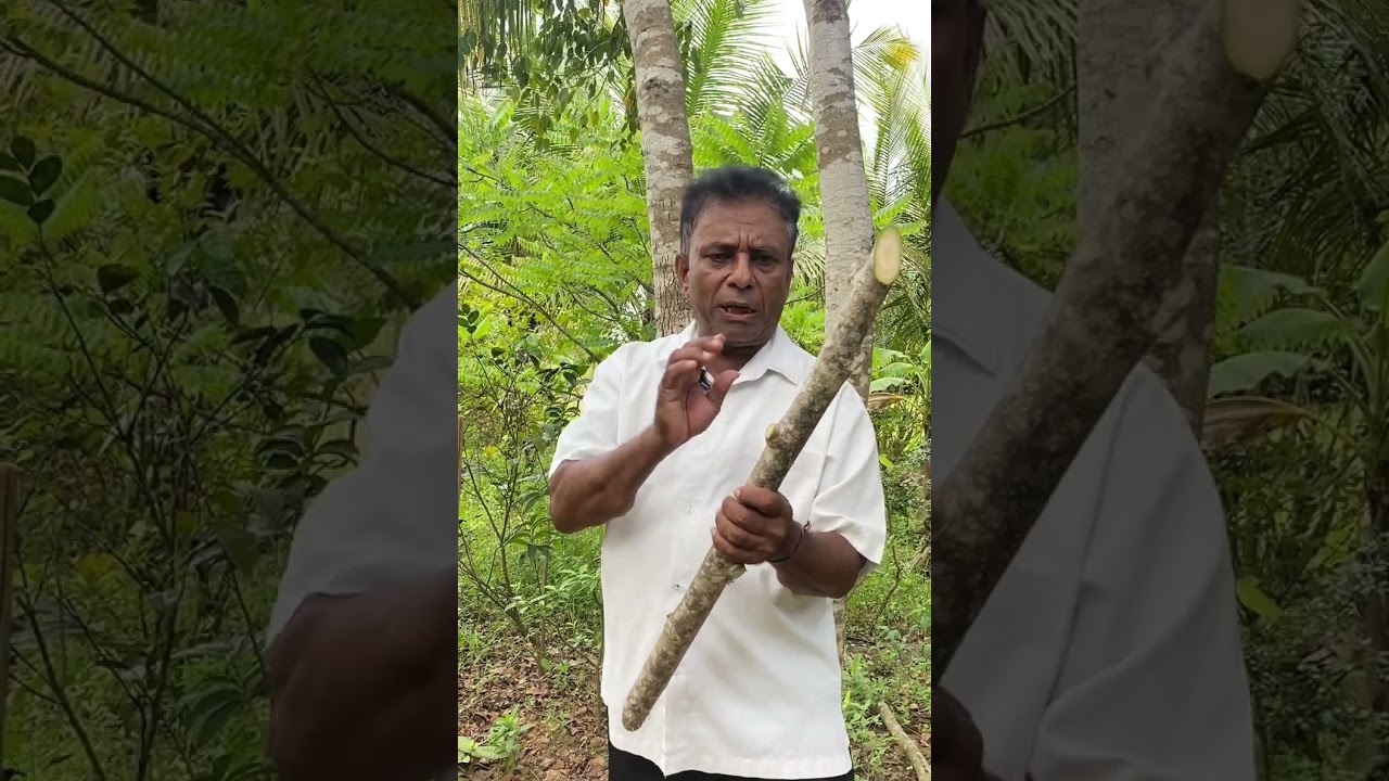 මුරුංගා අත්තක නිවැරදිව මුල් සදවා ගන්නේ  කෙසේද ?