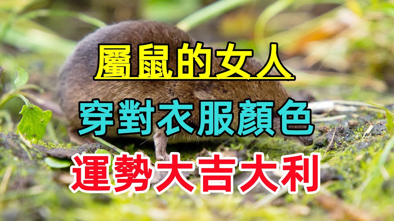 【生肖鼠女最旺顏色】屬鼠的女人，穿對衣服顏色，運勢大吉大利！