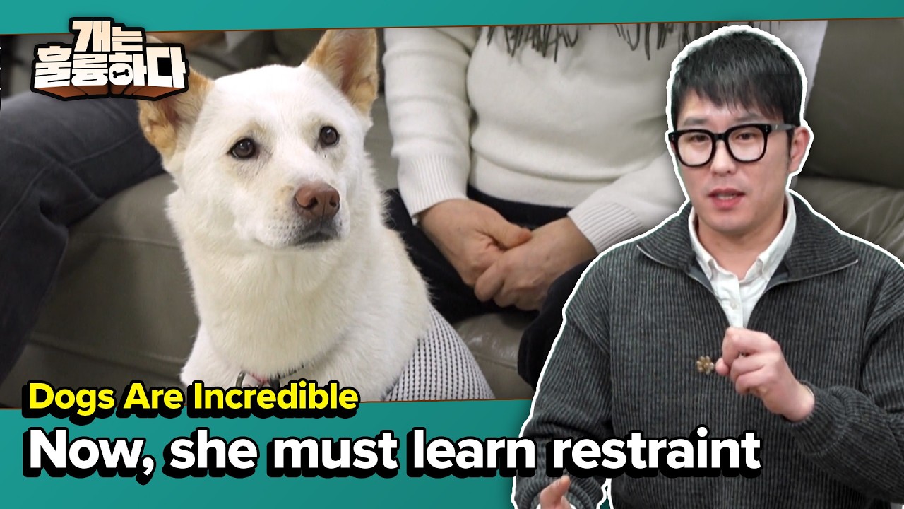 Now, she must learn restraint🐶 [Dogs Are Incredible] | KBS WORLD TV 260224