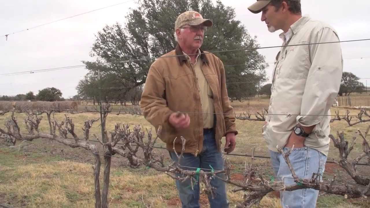 Texas Wine Teaser - Drew Tallent
