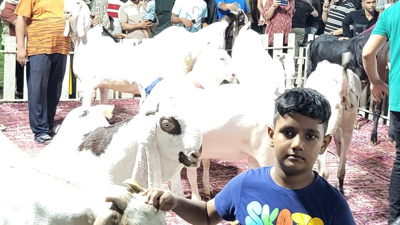 244kg goat part-1 surat 2025 ||  imran paris || highest weight ||  #goat #eid #bakra #competition
