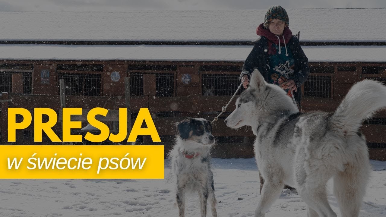 Presja w świecie psów