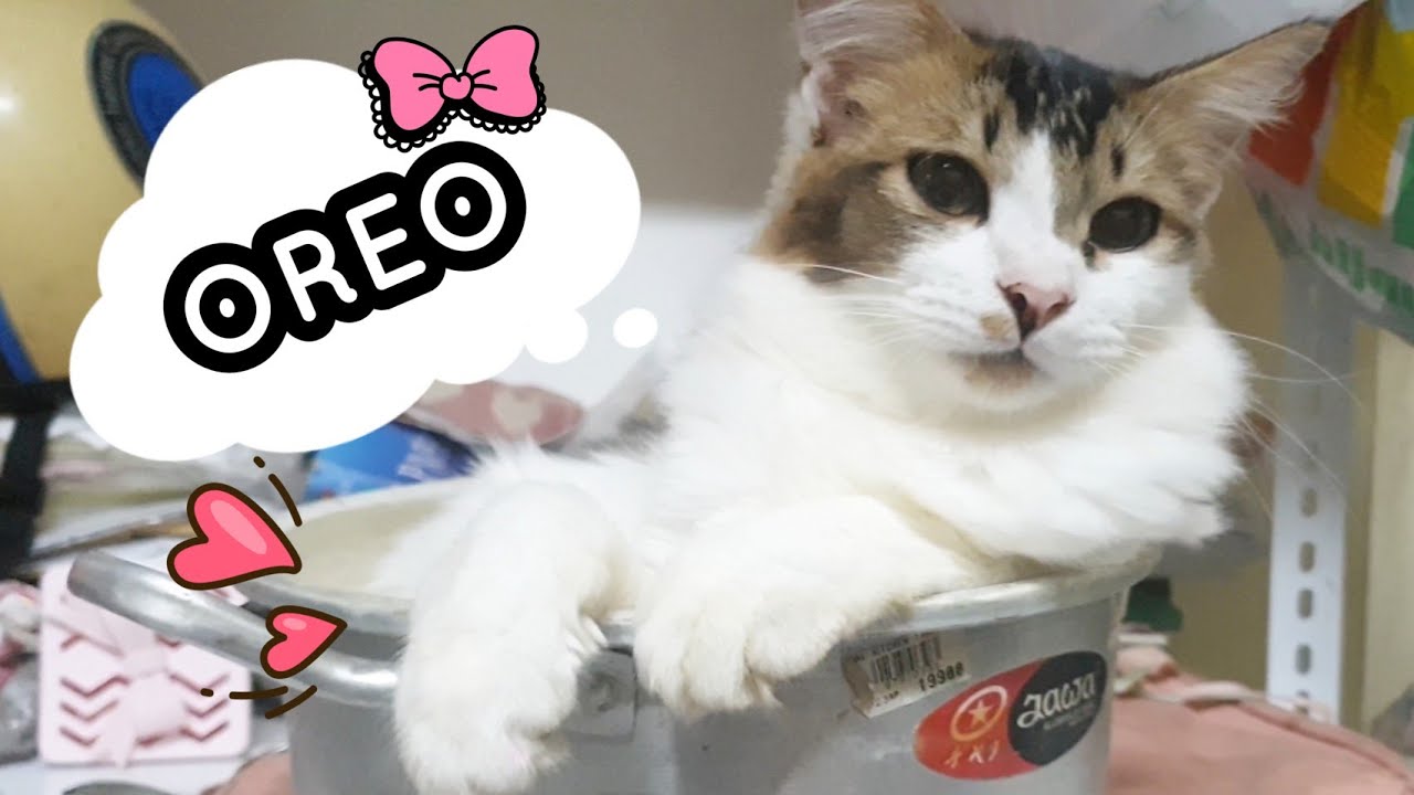 KELAKUAN AJAIB SI OREO! KUCING YANG DOYAN MAKAN KERUPUK & TIDUR DI DALAM PANCI. MY CAT'S DAILY LIFE
