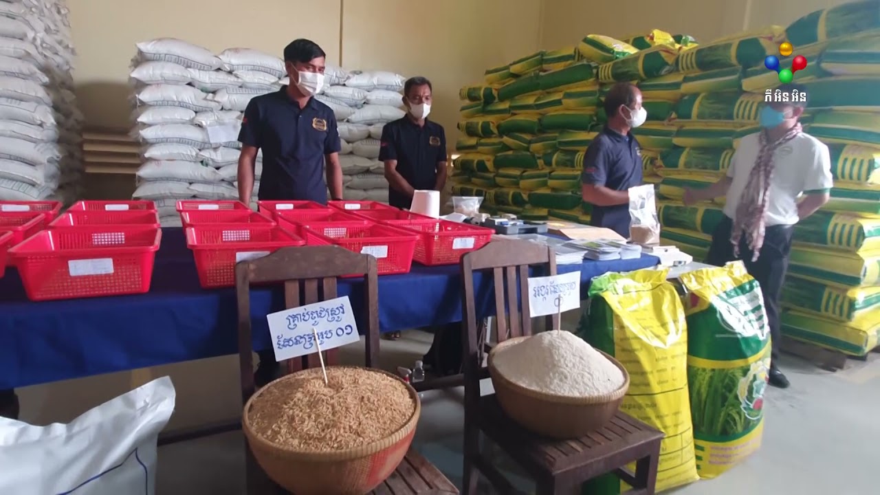 [20-10-21] សហគមន៍ផលិតពូជស្រូវនិយាយថា ឆ្នាំនេះពូជស្រូវផលិតបានជិត៣០០តោន លក់នៅសល់ប្រមាណ៧តោន