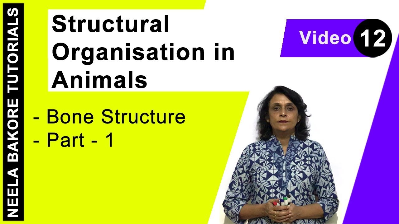 Structural Organisation in Animals | NEET | Bone Structure - Part 1 | Neela Bakore Tutorials