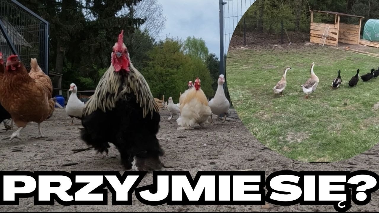 Nowa gęś na bazie