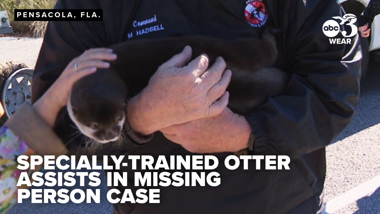 Specially-trained otter comes to Pensacola to assist in missing person case