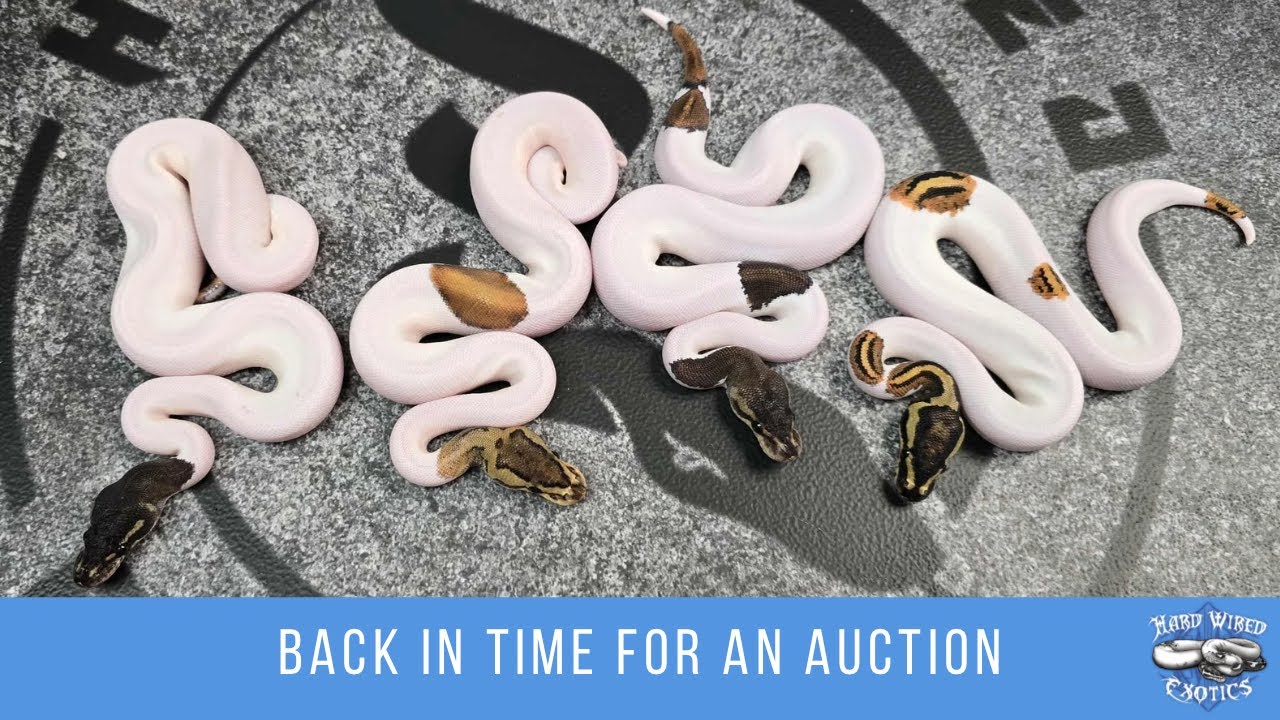 Мы вернулись!! Обновление от Тони!! Время аукциона!!