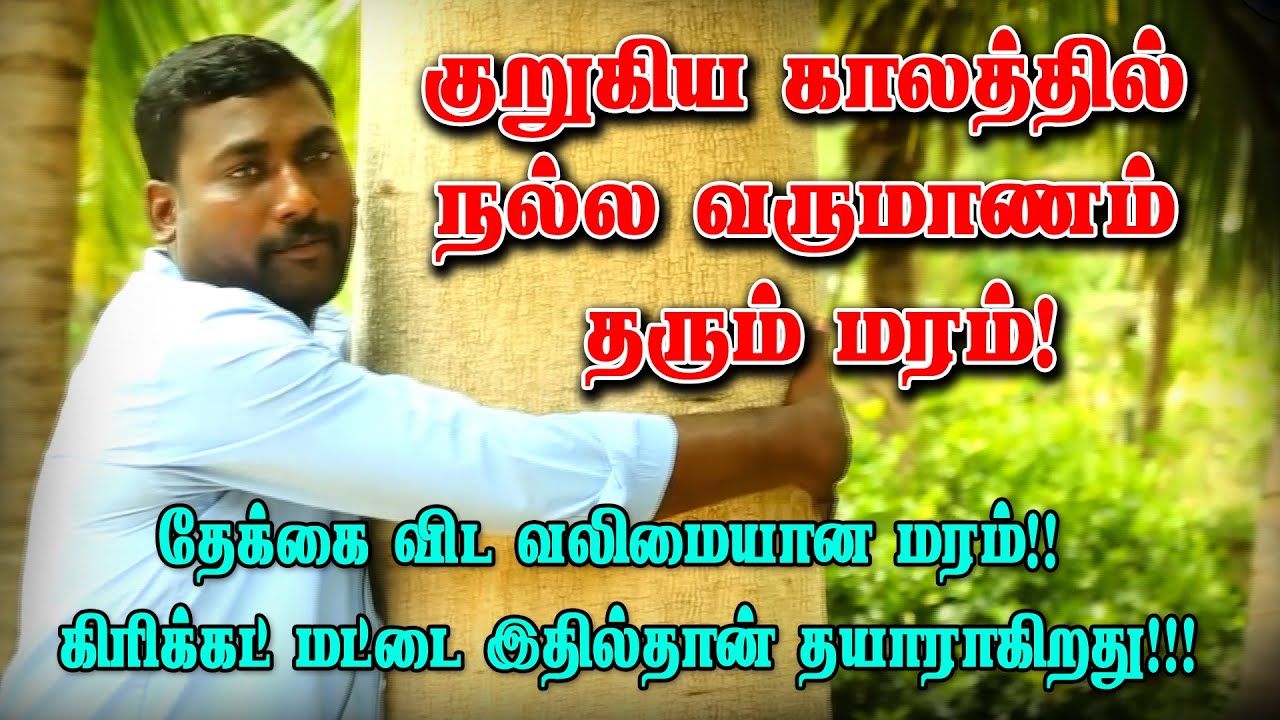 மிக வேகமாக வளரக்கூடிய குமிழ் மரத்தின் பயன்கள் தெரியுமா உங்களுக்கு? | Kumil maram valarpu in tamil