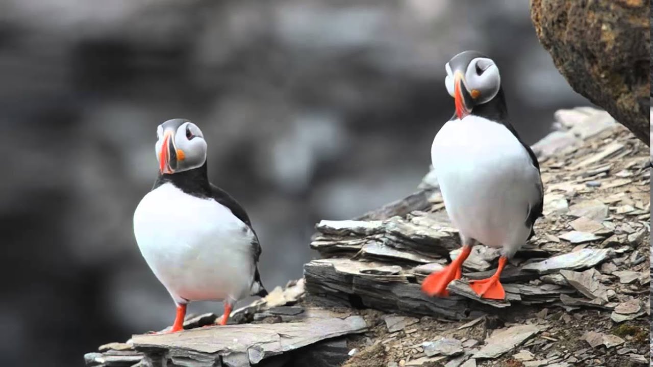 puffin dance