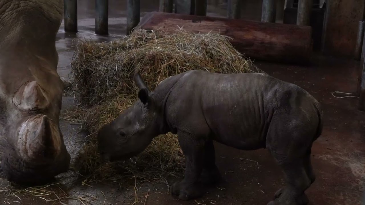 Zuidelijke witte neushoorn Madiba verwelkomt haar derde kalfje in Pairi Daiza