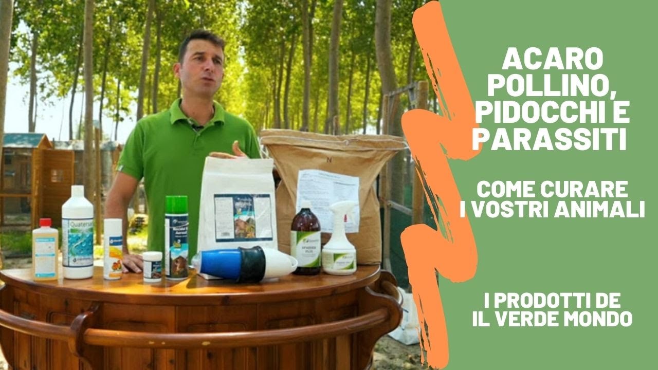 Acaro pollino, pidocchi e parassiti: curare gli animali e disinfettare il pollaio in modo Green
