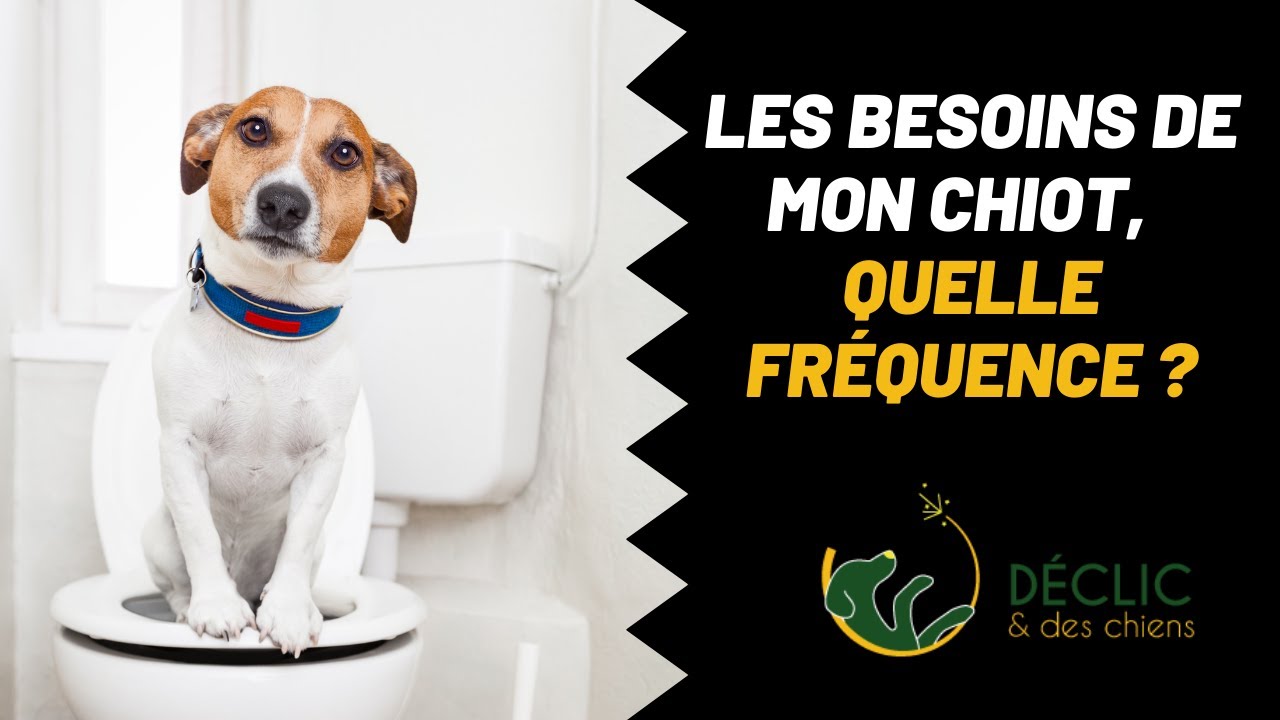 Combien de fois par jour un chiot fait il caca ?