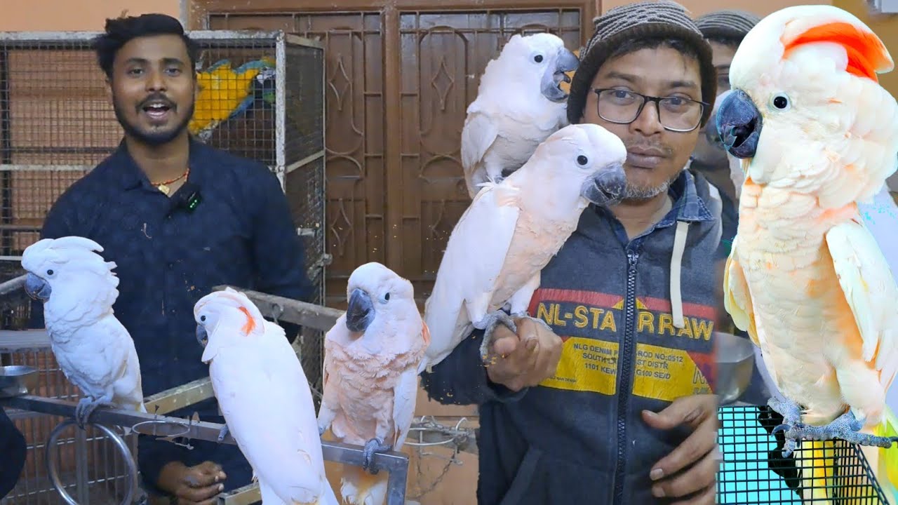 Biggest size of White cockatoo// Moulaccan cockatoo// Talking white Parrot #parrotabhishek