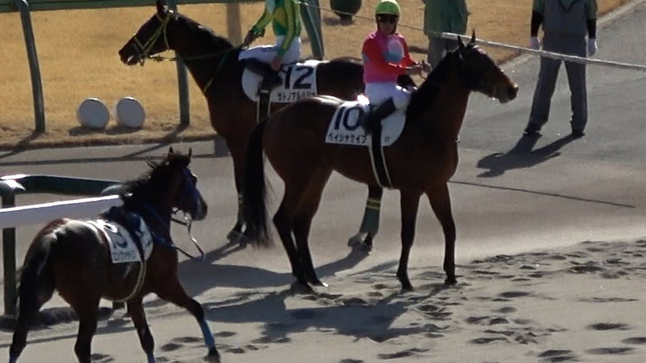 【落馬】【放馬】勝った横山典弘騎手が一人で走った仔が迷わないように出口で待つ‼ 現地映像