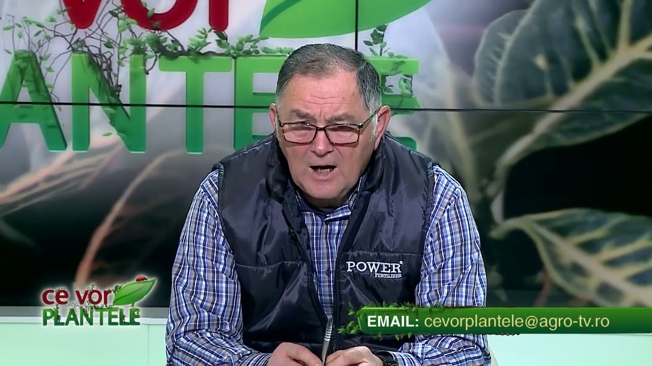 De ce &icirc;ngălbenesc frunzele usturoiului?