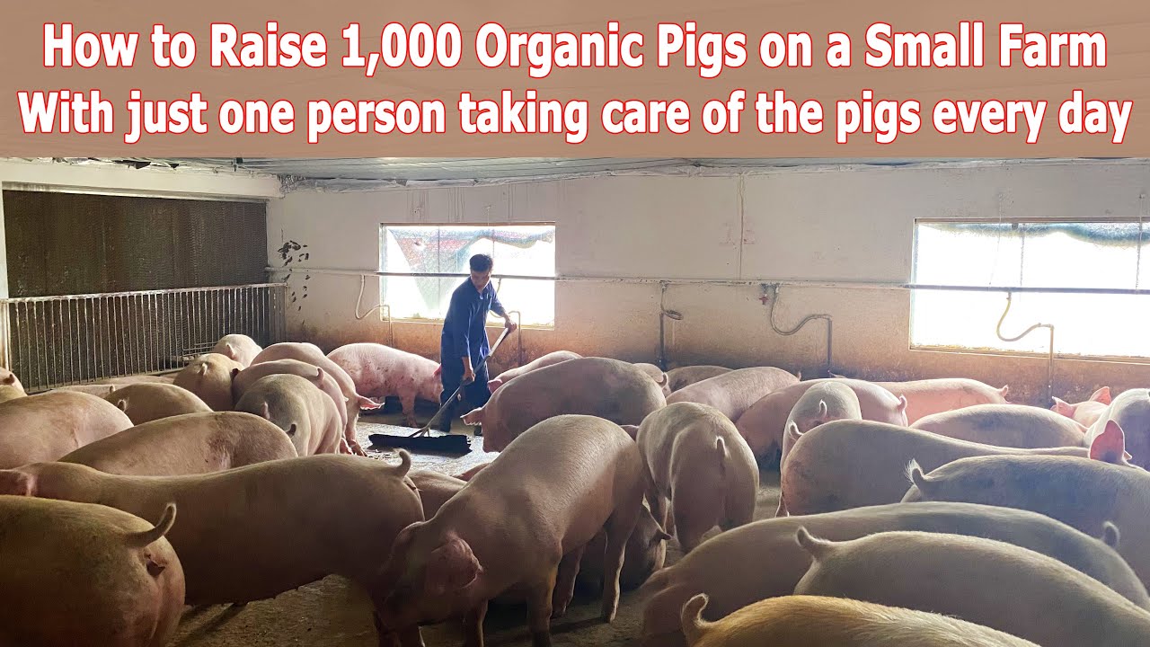 Daily Organic Pigpen Care   Techniques to Help Pigs Grow Fast and Stay Healthy