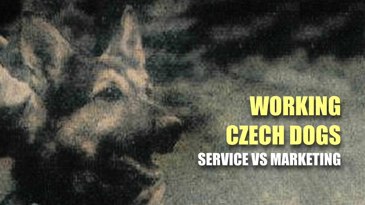 Czech Working Shepherds: Myth vs. Reality